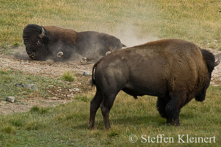 017 Amerikanischer Bison - Buffalo